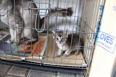 Whitey(?) &amp; Bushy - Persian + Domestic Short Hair Cat