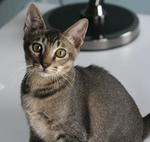 Kopi (Urgent) - Domestic Short Hair Cat