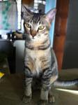 Kopi (Urgent) - Domestic Short Hair Cat