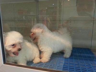 Male Bichon Frise Puppy  - Bichon Frise Dog