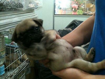 Adorable Mr Pug  - Pug Dog