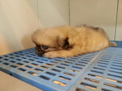 Female Pekingese - Pekingese Dog