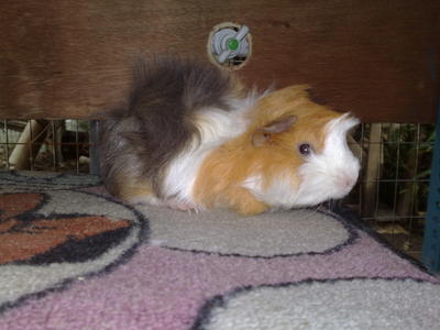 Guiena Pig - Guinea Pig Small & Furry