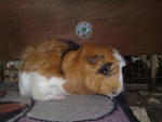 Guiena Pig - Guinea Pig Small & Furry