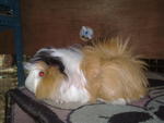 Guiena Pig - Guinea Pig Small & Furry