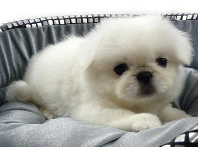 White Pekingese - Pekingese Dog