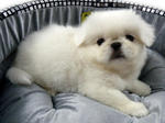 White Pekingese - Pekingese Dog