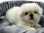 White Pekingese - Pekingese Dog