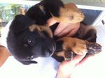 Blacky(Rottweiler Mix) - Rottweiler Dog