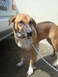 Pepper - Beagle Mix Dog