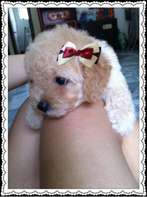 Taiwan Lineage Toy Poodle 14 - Poodle Dog