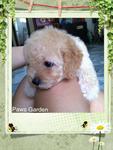 Taiwan Lineage Toy Poodle 14 - Poodle Dog