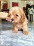 Taiwan Lineage Toy Poodle 14 - Poodle Dog