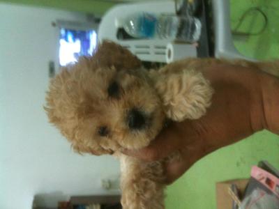 Toy Poodle - Poodle Dog