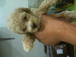 Toy Poodle - Poodle Dog