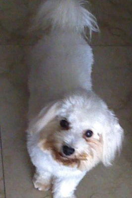 Bubbles - Maltese Dog