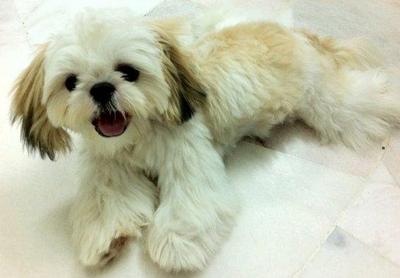 Qq - Shih Tzu Dog