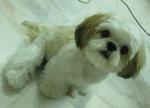 Qq - Shih Tzu Dog