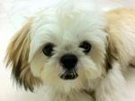 Qq - Shih Tzu Dog