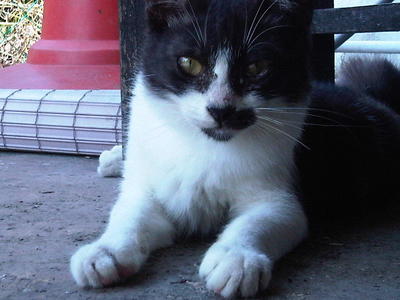 Janggut - Domestic Short Hair Cat