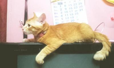 Oyen - Domestic Short Hair Cat