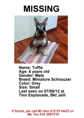 Tuffie - Schnauzer Dog