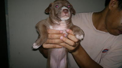 Brownie,vogok,panda,coco - Labrador Retriever Mix Dog