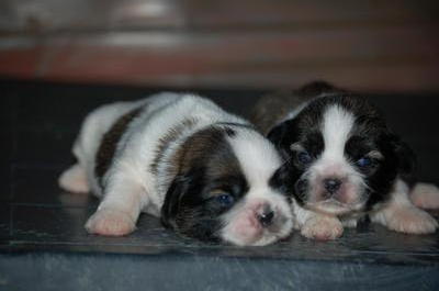 Shih Tzu Puppies - Shih Tzu Dog