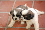 Shih Tzu Puppies - Shih Tzu Dog