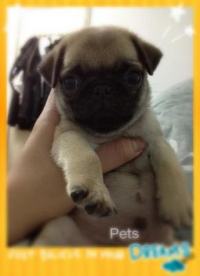 Miniature Pug - Pug Dog