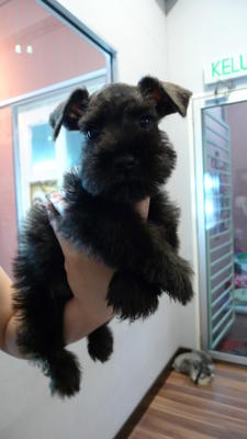 Miniature Schnauzer Father Tw.imp   - Schnauzer Dog