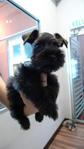 Miniature Schnauzer Father Tw.imp   - Schnauzer Dog