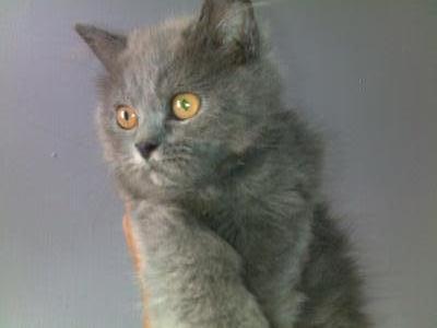 Gary - British Shorthair Cat