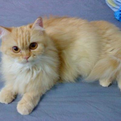 Kumo - Persian Cat