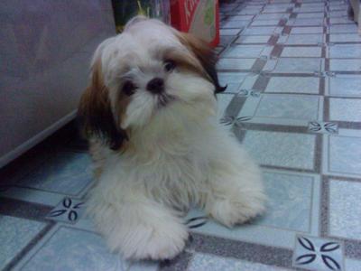 Nini - Shih Tzu Dog