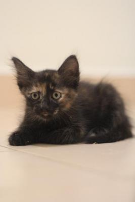 Kittens For Urgent Adoption - Domestic Long Hair Cat