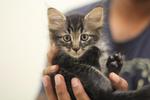 Kittens For Urgent Adoption - Domestic Long Hair Cat