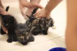 Kittens For Urgent Adoption - Domestic Long Hair Cat