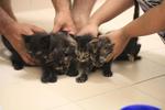 Kittens For Urgent Adoption - Domestic Long Hair Cat