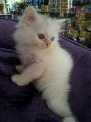 White Persian Kitten - Persian Cat