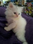 White Persian Kitten - Persian Cat