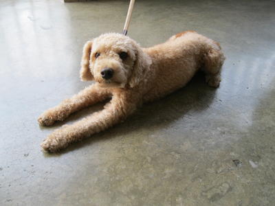 Brownish - Toy Poodle - Poodle Dog