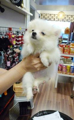 White Pomeranian Father Taiwan Imp - Pomeranian Dog