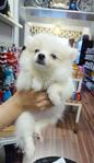 White Pomeranian Father Taiwan Imp - Pomeranian Dog