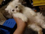 Snowygolden - Persian Cat