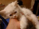 Snowygolden - Persian Cat