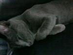 Katja - Russian Blue Cat