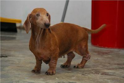 PF34413 - Dachshund Dog