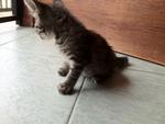 Baby Milo - Domestic Short Hair Cat