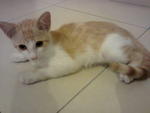 Goldy - Domestic Short Hair Cat